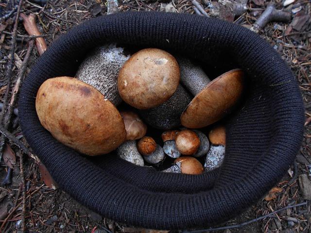 Bilde av boletus