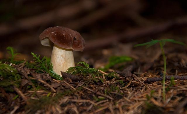 Champignon blanc dans la forêt