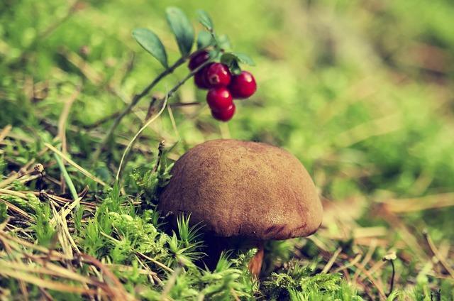 Foto av et svinghjul i skogen