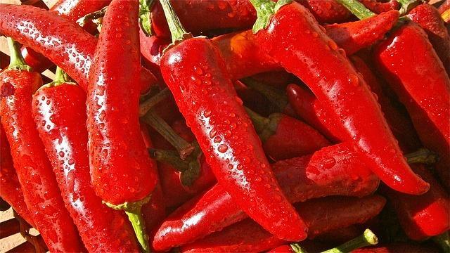 Ljuta paprika čilija