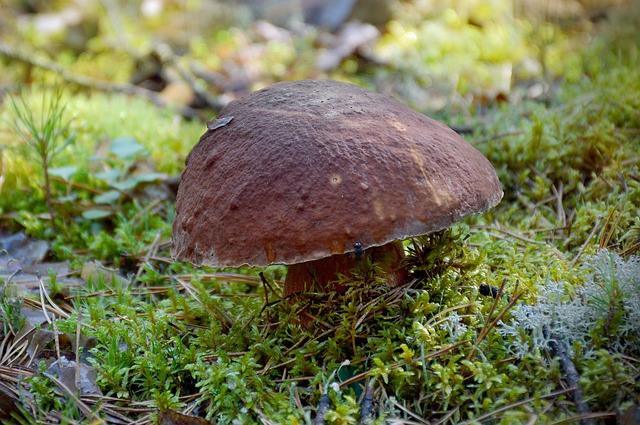 Beau champignon blanc