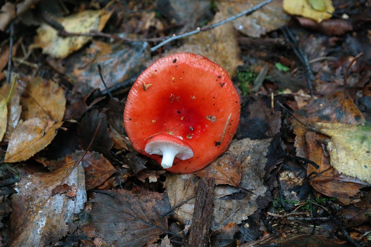 Sådan saltes russula til vinteren