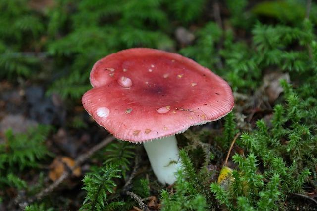 Foto af Russula svamp