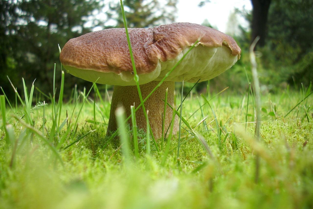 How to salt porcini mushrooms for the winter