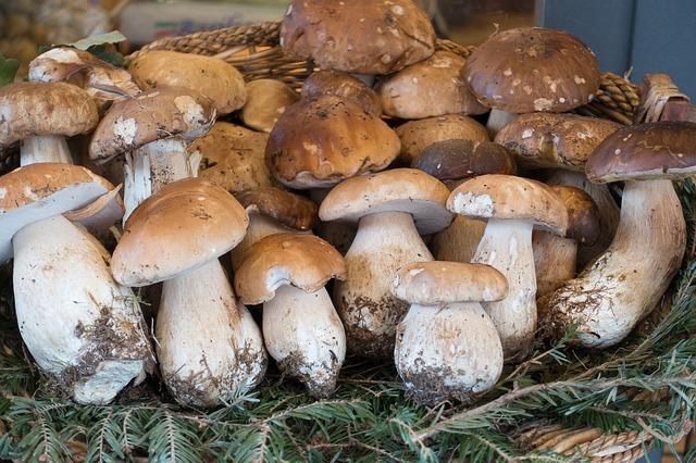 Photo de cèpes au marché