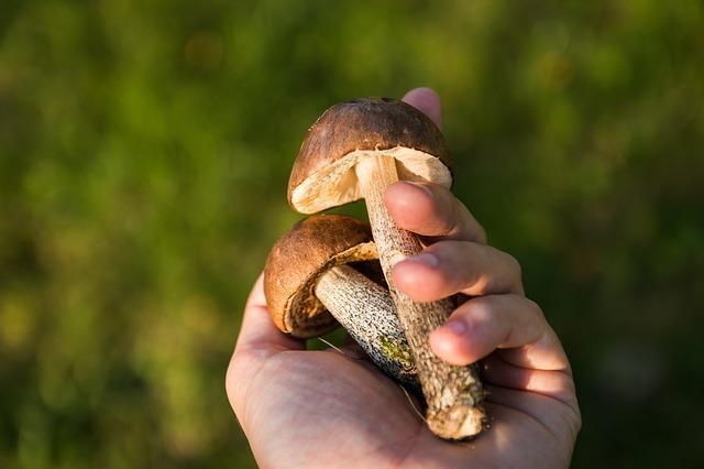 Boletus mushrooms