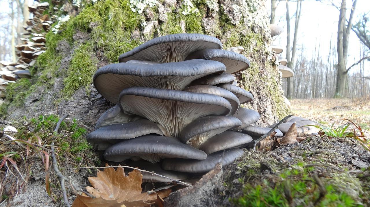 How to pickle oyster mushrooms for the winter