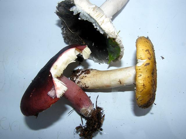 Russula skov svampe