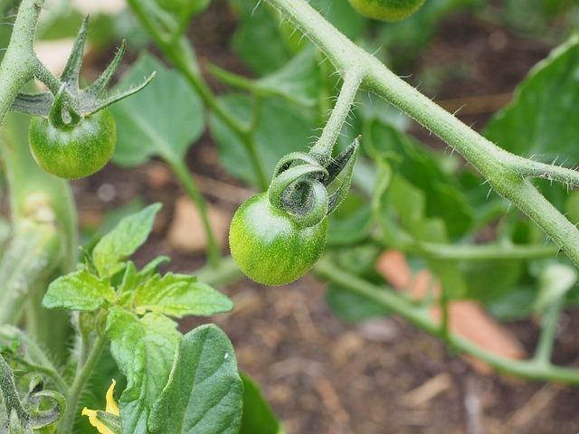 Tomate verte sur une branche