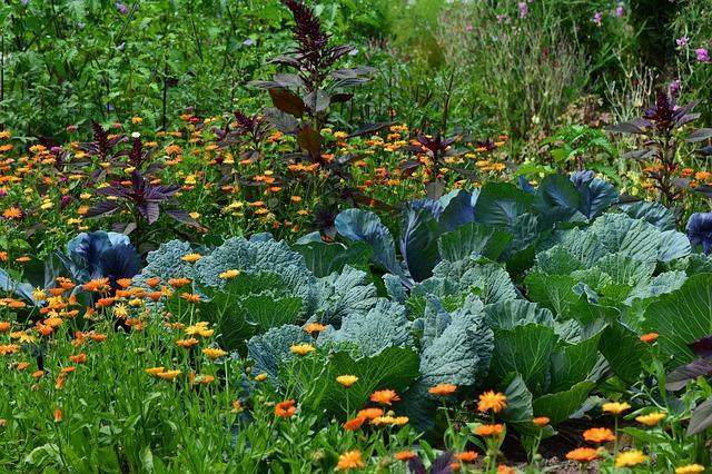 Chou dans le jardin