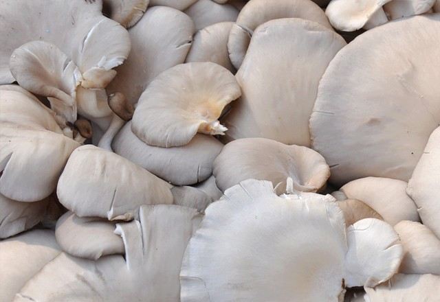 Oyster mushrooms