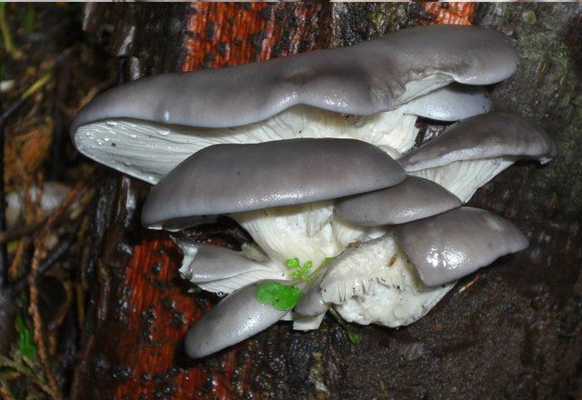 Photo pleurotes dans la forêt