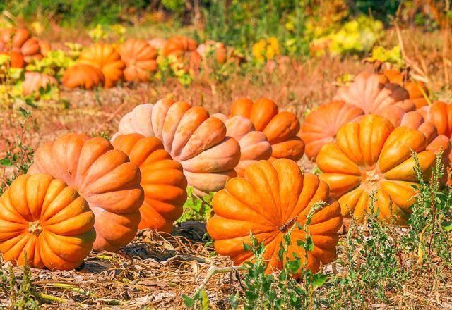 Photo de citrouilles dans une ferme