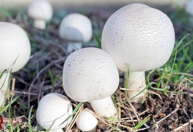 Photo de champignons mûrs