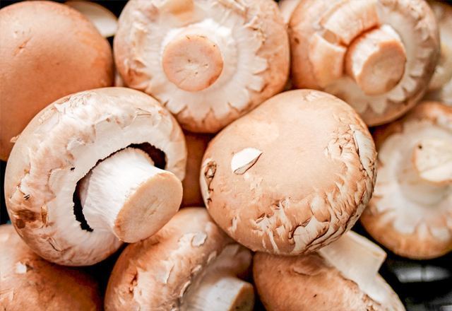 Mushroom Harvest