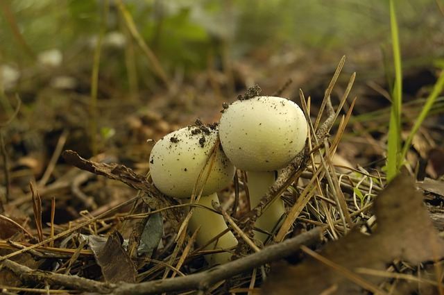 Jeunes champignons dans le pays