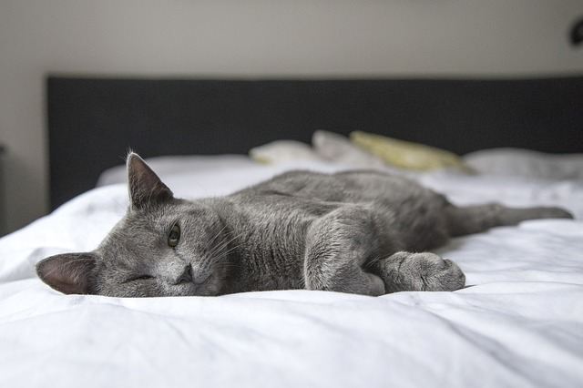 Chat sur le matelas