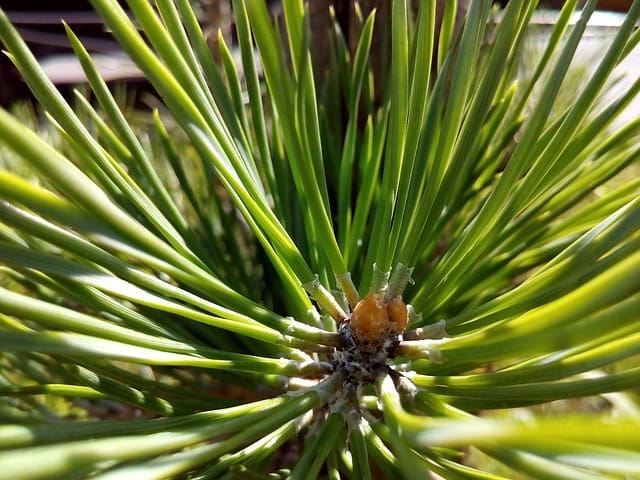 Résine sur l'arbre