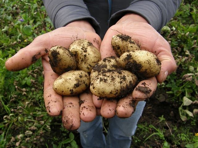 Pommes de terre nouvelles