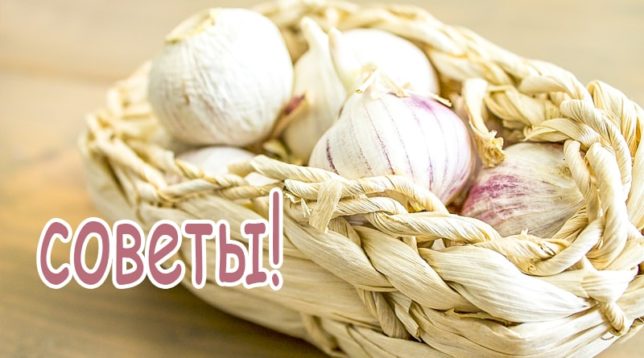 Garlic in a basket