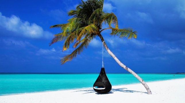 Palm tree on the beach