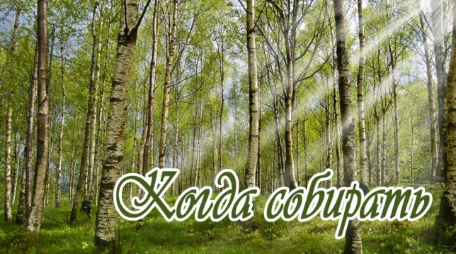 Birch forest