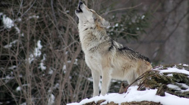 Le loup hurle dans la forêt