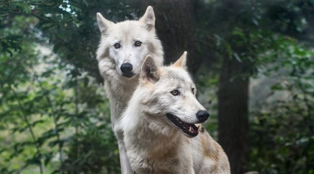 Two wolves