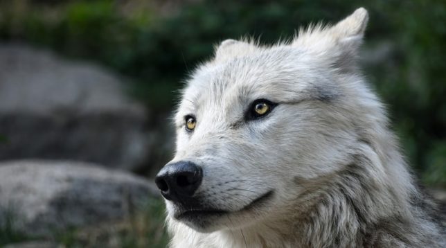 White Wolf