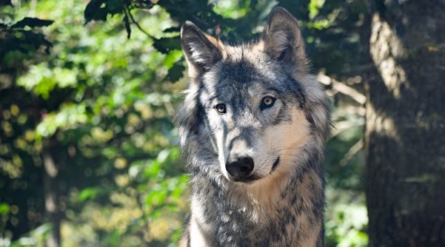 Wolf à l'ombre