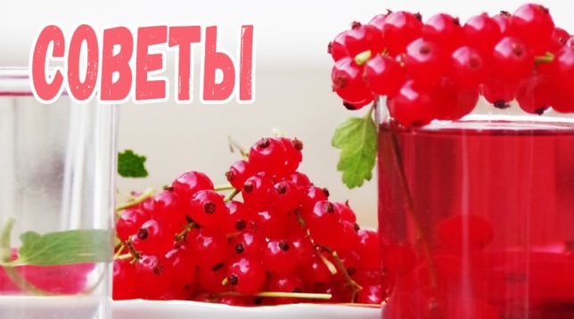 Kompot od ribizle