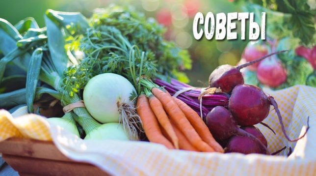 Vegetables in a basket